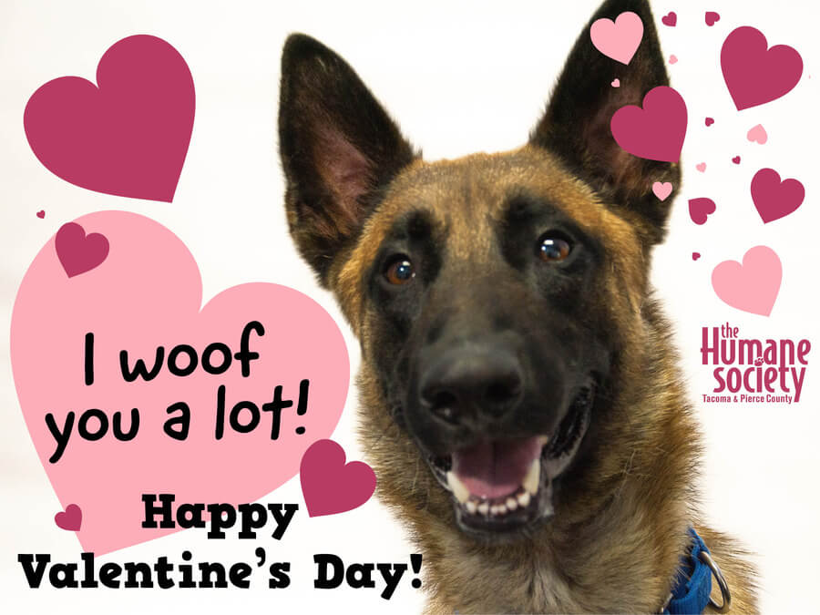 Valentine's Day fundraising eCards are a great way to spread some love for your cause.